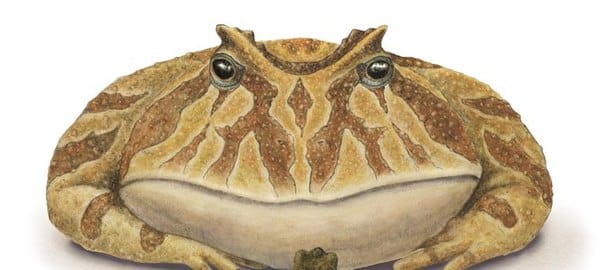 We are currently under several large